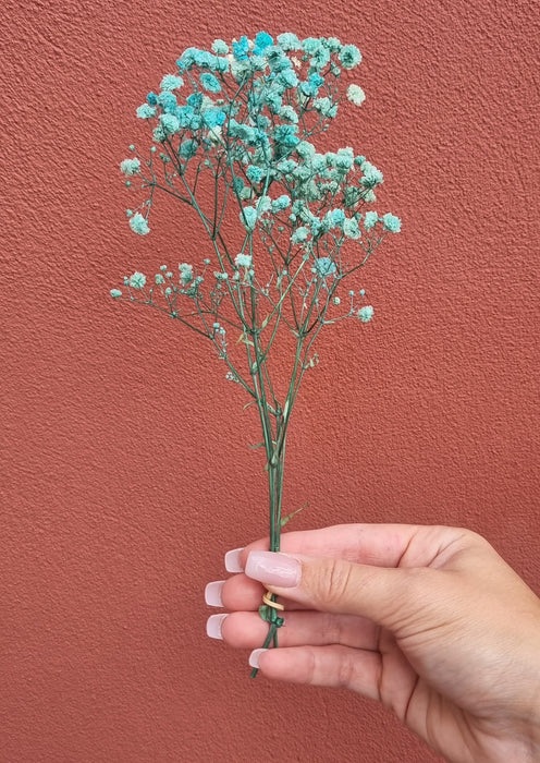 Dried Flower - Baby's Breathe Aqua Blue