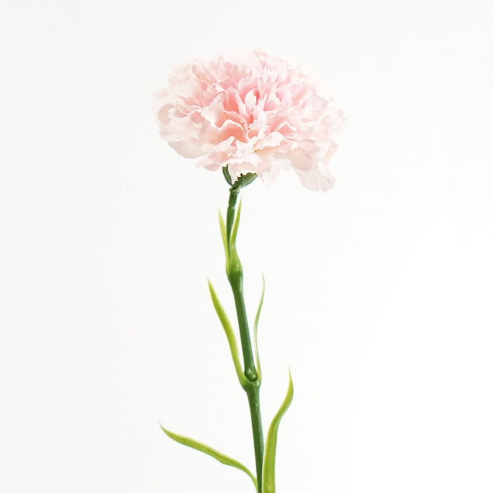 Carnation Stem (Light Pink) Natural Touch