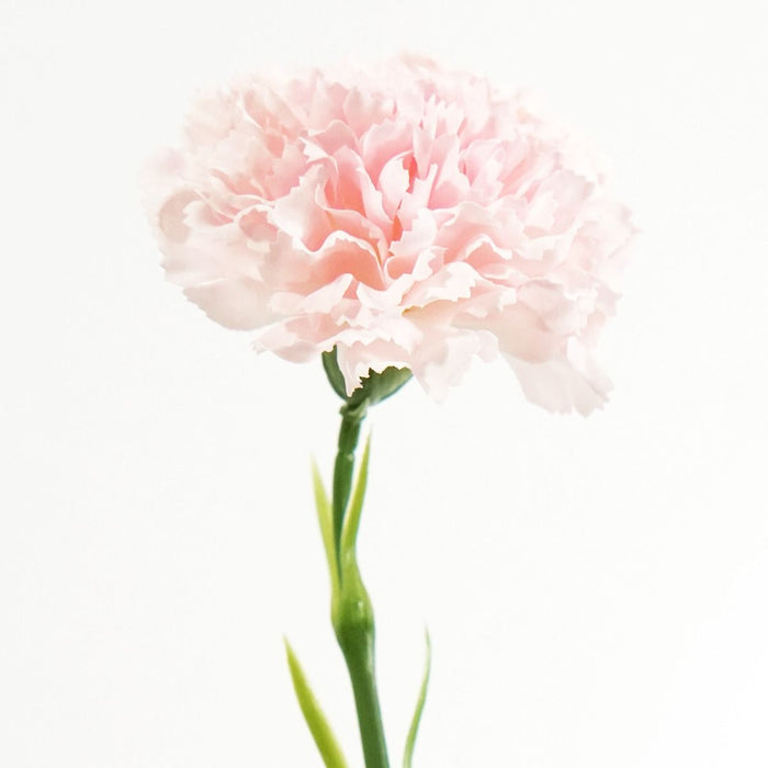 Carnation Stem (Light Pink) Natural Touch