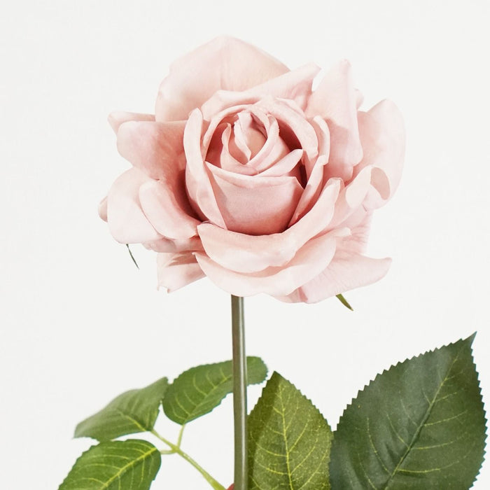 Bella Tea Rose Stem (Champagne) Natural