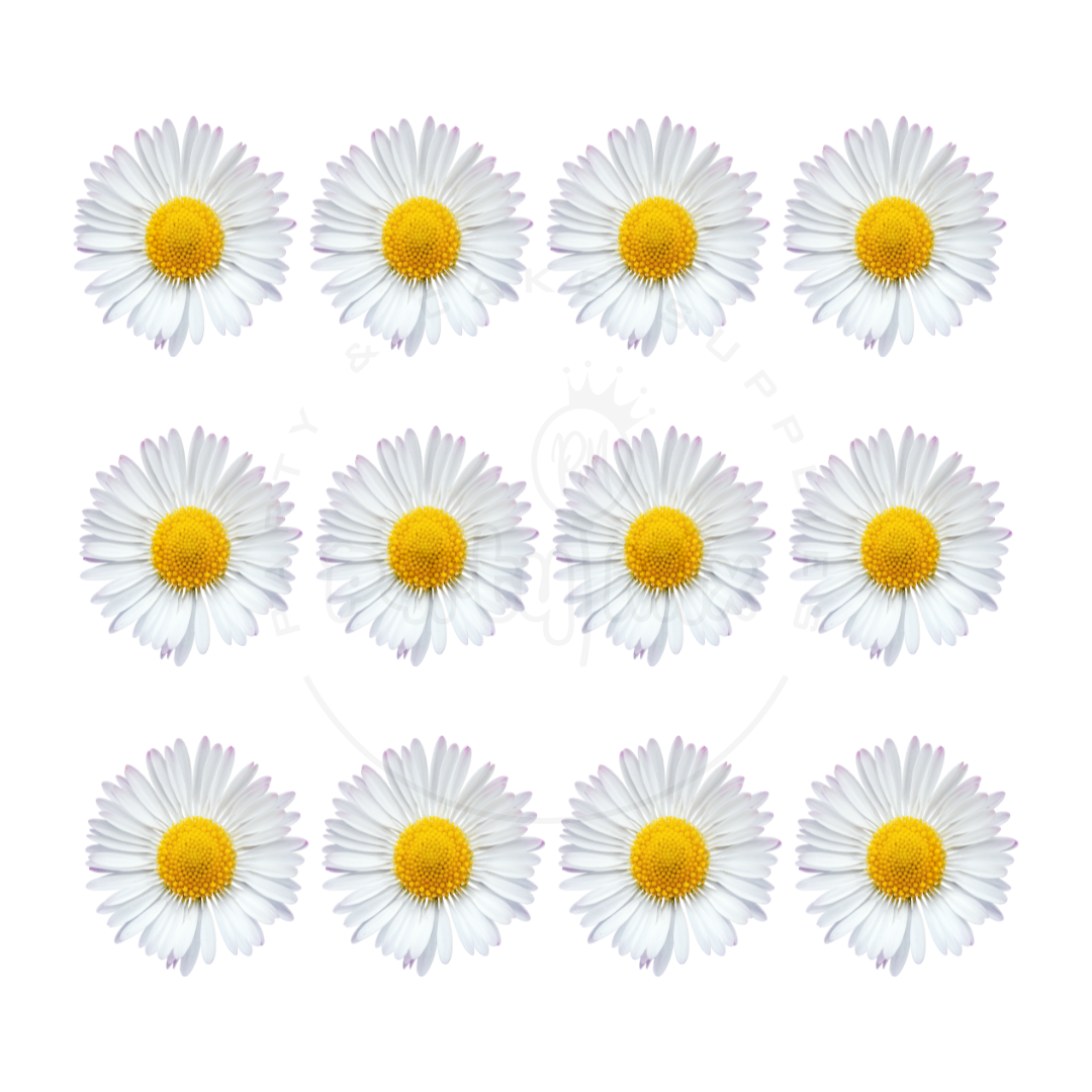 Sweet Daisy