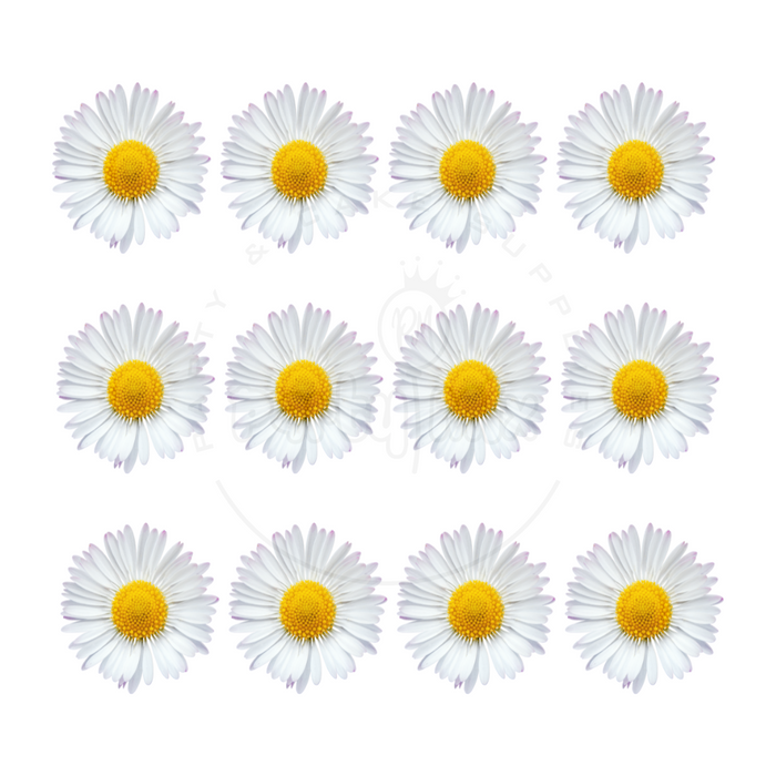 Daisy Edible Sugar Paper Cupcake Toppers – 12 Pack